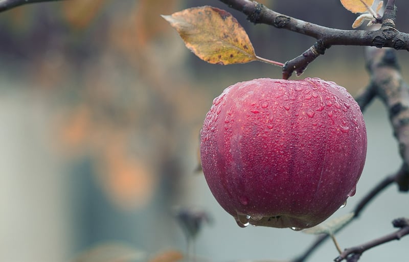Fresh Fruits