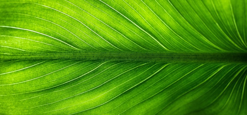Leafy Greens